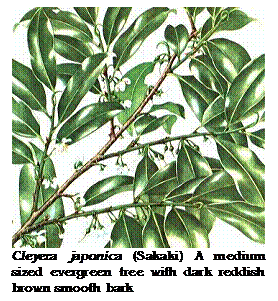 Tekstvak:  
Cleyera japonica (Sakaki) A medium sized evergreen tree with dark reddish brown smooth bark
