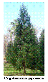 Tekstvak:  
Cryptomeria japonica
